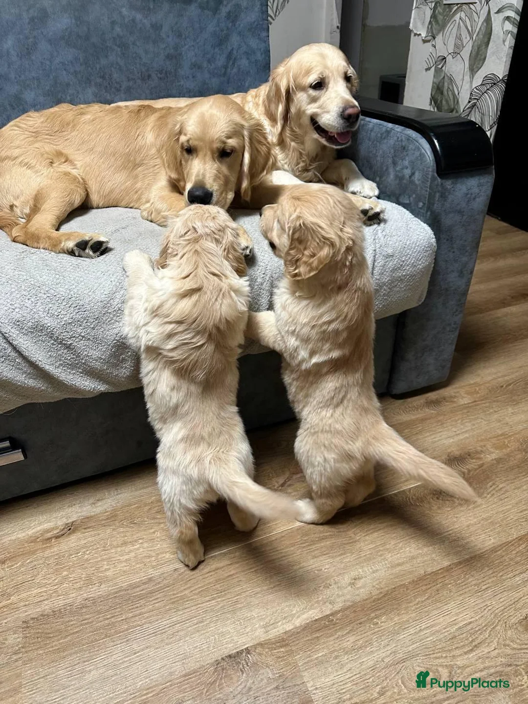 Poedel Toy honden te koop: Golden Retriever pups - Advertentie 1