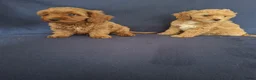 Cavapoo honden te koop: cavapoo puppen beschikbaar - Advertentie 13