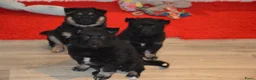 Kruising honden te koop: Oud Duitse Herder X Finse Lappenhond pups - Advertentie 3