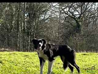 Border Collie honden Bordercollie pups - Advertentie 1