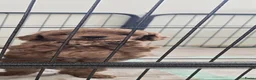 Poedel Toy honden te koop: Toypoedel pups - Advertentie 4