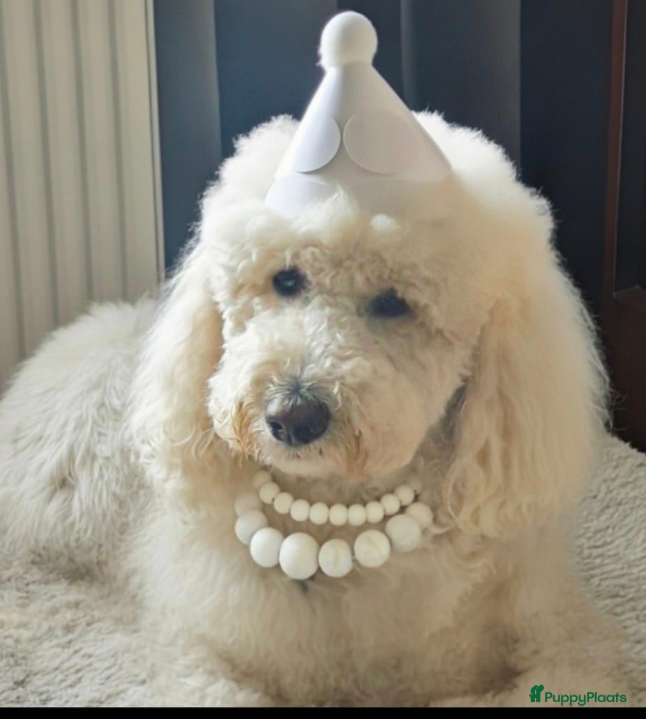 Goldendoodle honden Goldendoodle pup met een hart van goud  - Advertentie 2