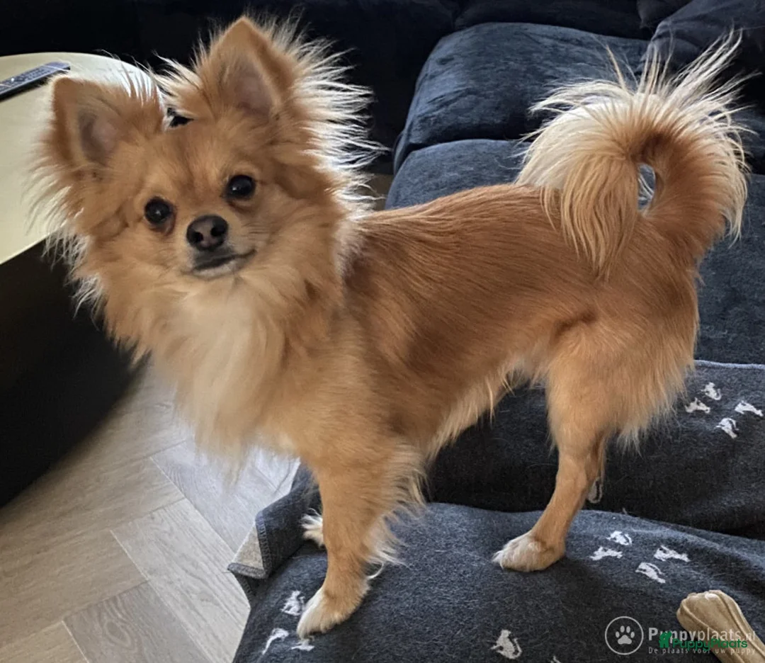 Kruising honden ter dekking: DEKREU Chihuahua x Vlinderhondje - niet te koop in Waalwijk - Advertentie 5