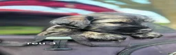 Tibetaanse Terriër honden te koop: Tibetaanse terriër pups met FCI stamboom - Advertentie 22