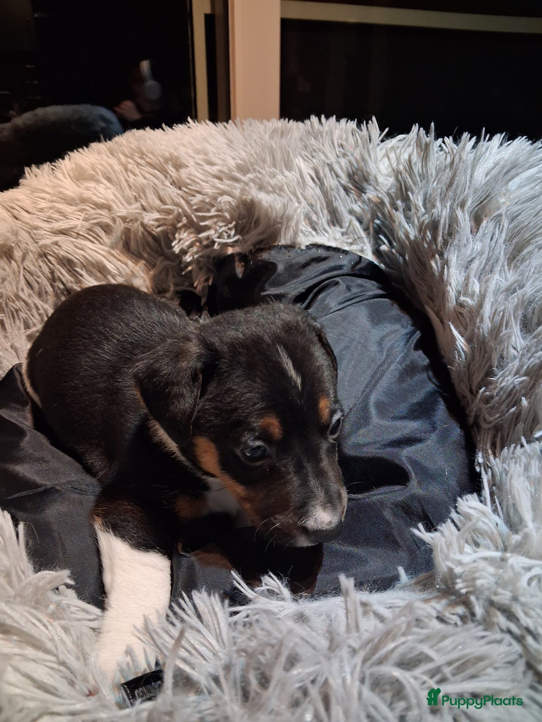 Jack Russel Terriër honden te koop: Jack russelpups opgevoed in gezin met 2 kids - Advertentie 13