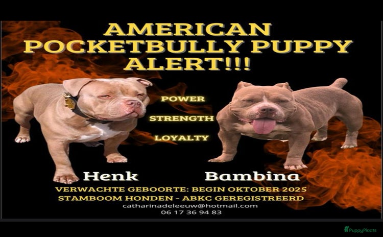Amerikaanse Bully honden - Advertentie 5