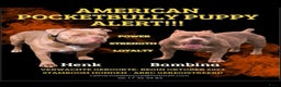 Amerikaanse Bully honden te koop: Aankondiging American Pocket Bully 🐾 - Advertentie 1