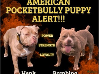 Amerikaanse Bully honden Aankondiging American Pocket Bully 🐾 - Advertentie 4