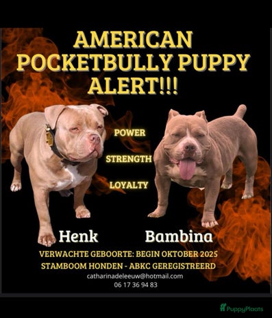 Amerikaanse Bully honden Aankondiging American Pocket Bully 🐾 - Advertentie 6