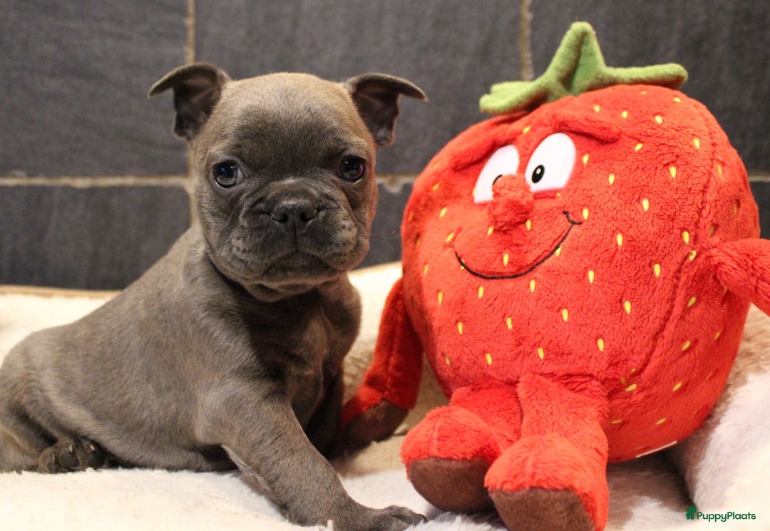 Franse Bulldog honden te koop: Franse Bulldog pups - Advertentie 27