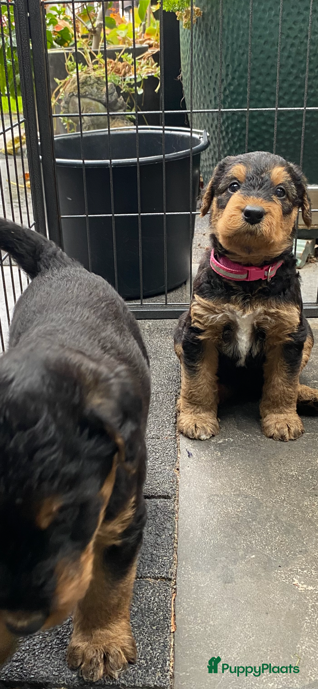 Airedale Terriër honden te koop: Airedale terriër pups  - Advertentie 9