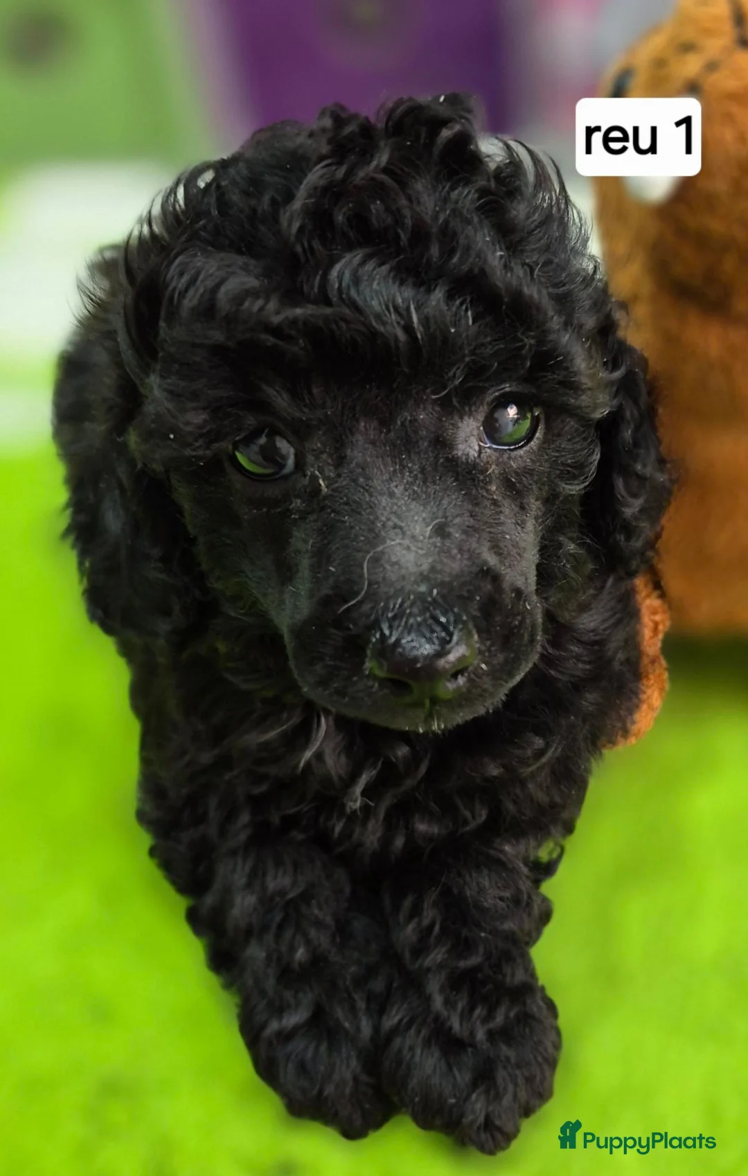 Dwergpoedel honden te koop: Mooie Dwergpoedel pups - Advertentie 1