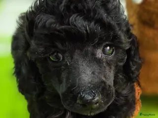 Dwergpoedel honden Mooie Dwergpoedel pups - Advertentie 6