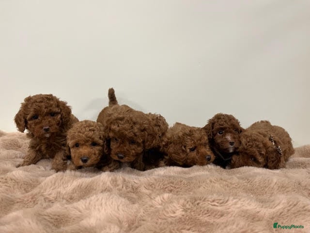 Poedel Toy honden toypoedel  - Advertentie 1