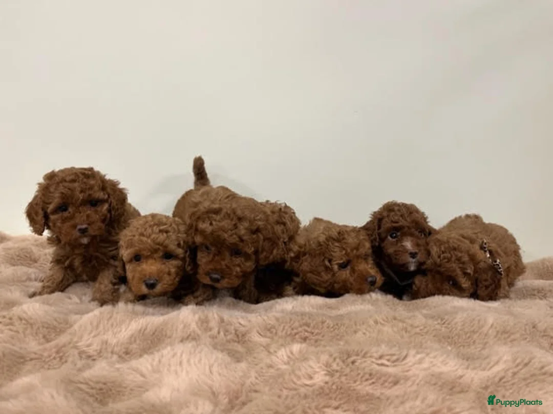 Poedel Toy honden te koop: toypoedel  - Advertentie 1