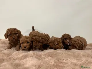 Poedel Toy honden te koop: toypoedel - Advertentie 1