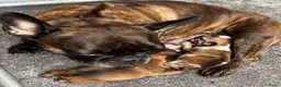 Franse Bulldog honden te koop: Franse Bulldog pups - Advertentie 1