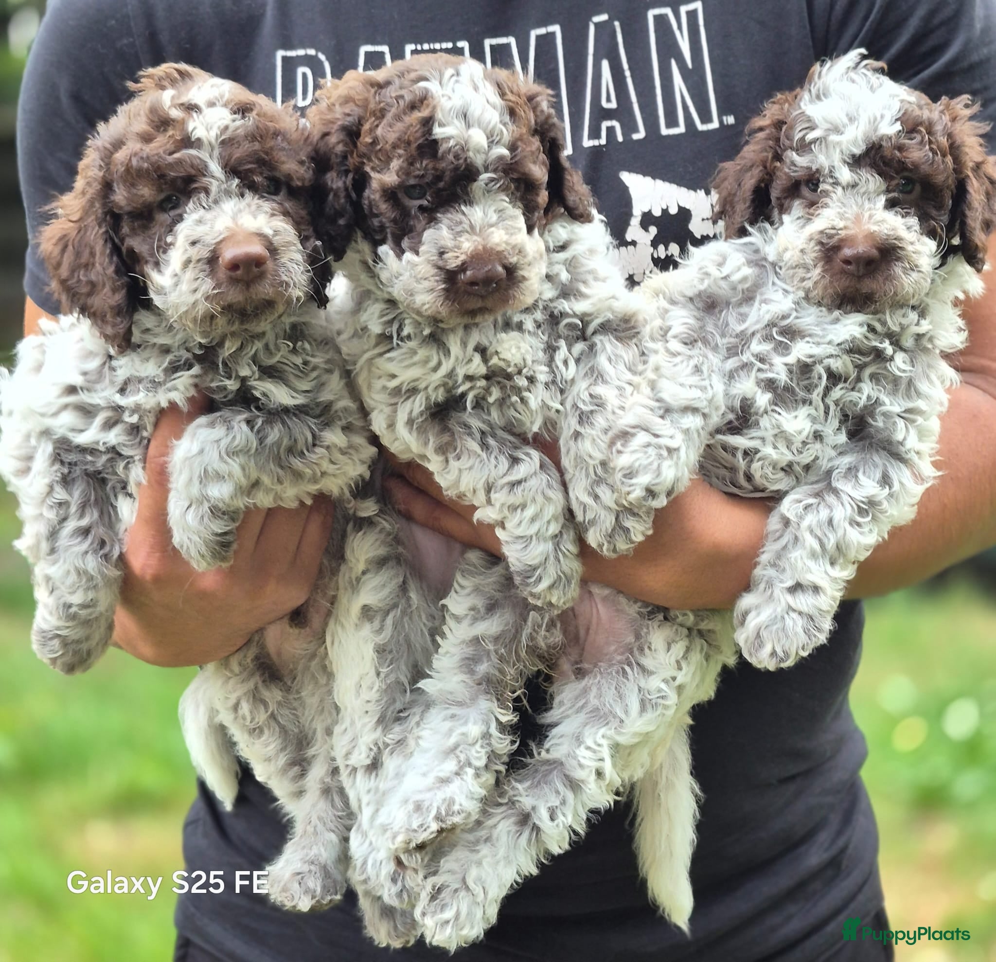 Lagotto Romagnolo honden Italiaanse waterpuppy's - Advertentie 1