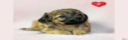 Kruising honden te koop: Prachtige Chi-doodle pups (chihuahua-toypoedel) - Advertentie 7