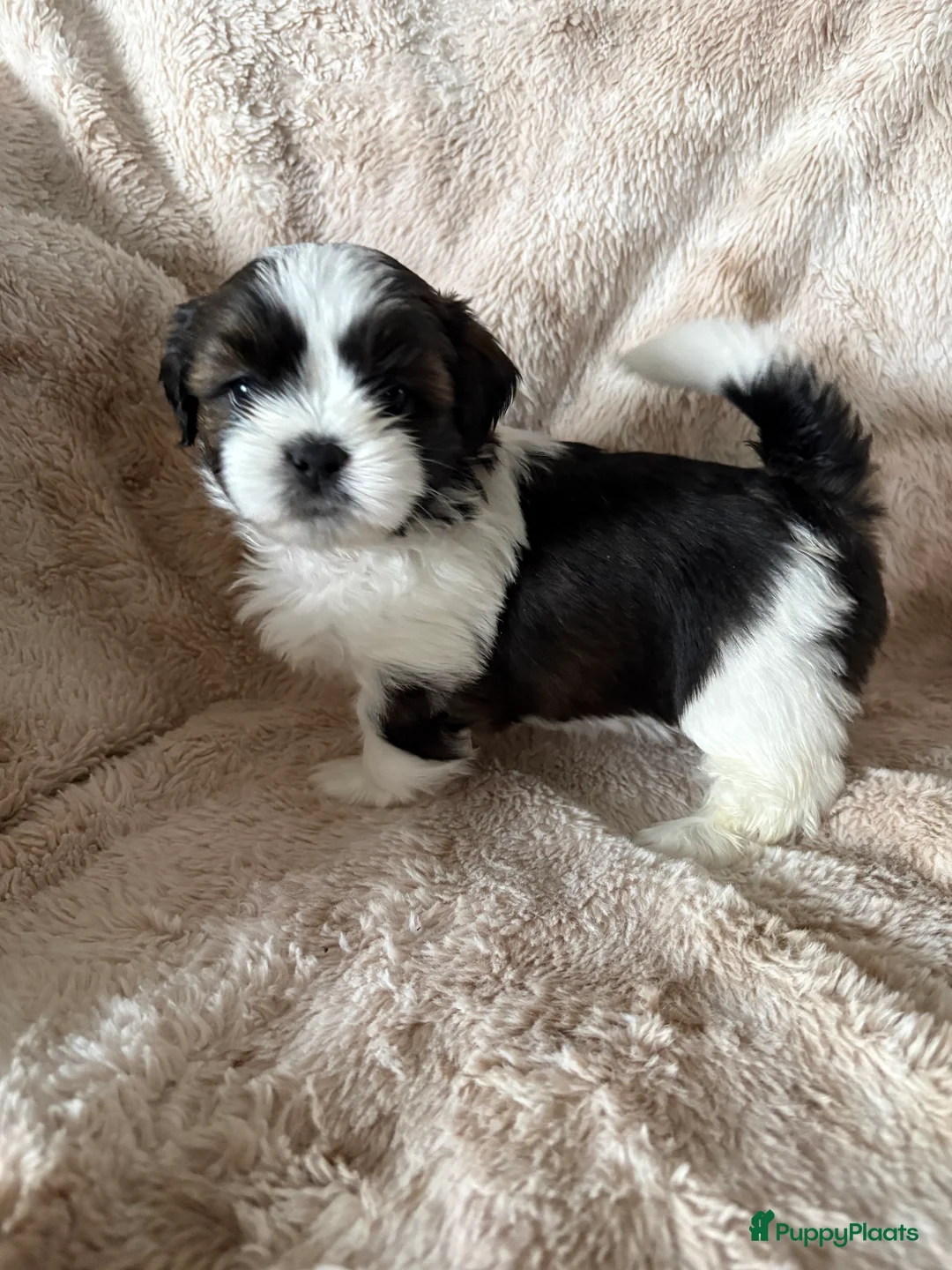 Shih Tzu honden te koop: Shih Tzu pups  - Advertentie 3