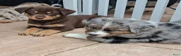 Australian Shepherd honden te koop: Nog 4 mooie austrailian shepherds pups - Advertentie 18