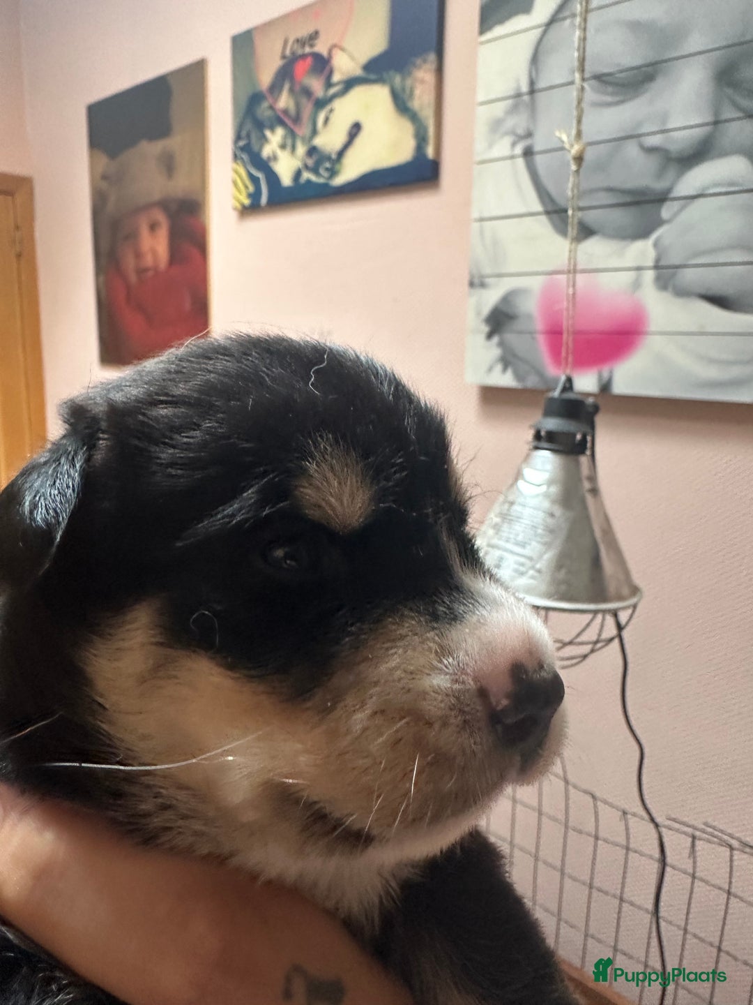 Kruising honden te koop: Super lieve bernsky puppy’s - Afbeelding 4