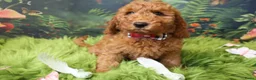 Australian Labradoodle honden te koop:  Nog 3 pupjes Mini/medium Australian labradoodle  - Advertentie 4