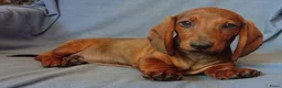 Teckel (korthaar)  honden te koop: Standaard korthaar met FCI-stamboom - Advertentie 9
