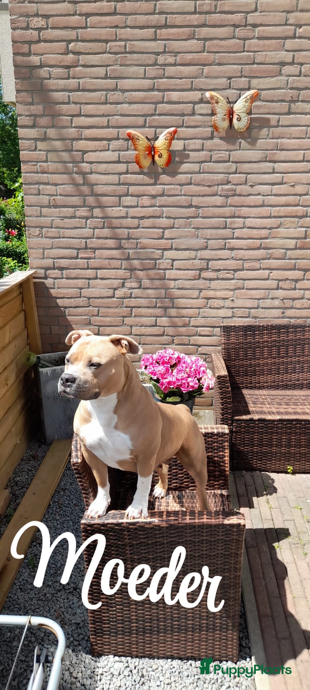 Amerikaanse Bully honden te koop: Pocket bully bleu grey  - Advertentie 20