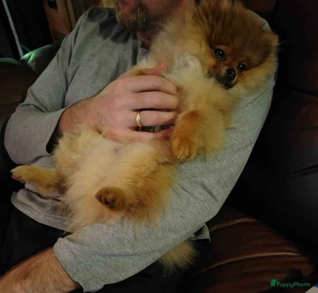 Pomeriaan honden te koop: Goud mandje gezocht voor bowdie 6 maanden oud. in Den Helder - Advertentie 4