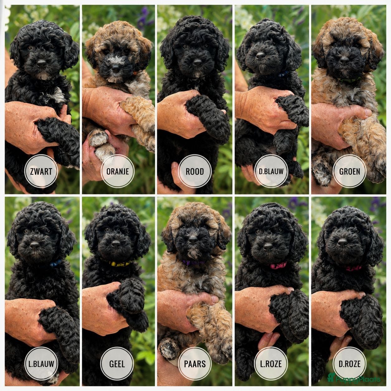 Goldendoodle honden Goldendoodle pups medium - Advertentie 6