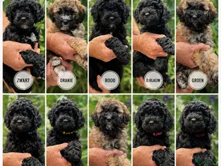 Goldendoodle honden Goldendoodle pups medium - Advertentie 6
