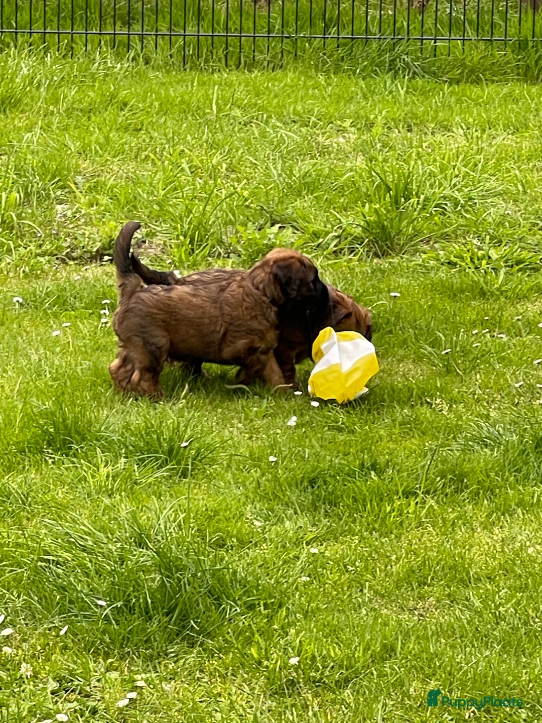 Briard honden te koop: Briardpups - Advertentie 8