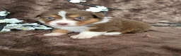 Australian Shepherd honden te koop: Australian Shepherd teefje met FCI stamboom - Advertentie 4