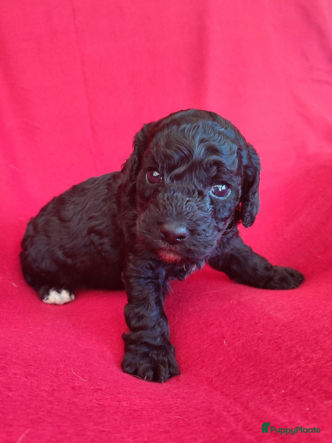 Cockapoo honden te koop: Mooi cockapoo pup reutje  - Advertentie 1