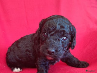 Cockapoo honden Mooi cockapoo pup reutje - Advertentie 10