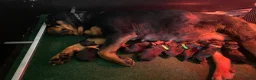 Rottweiler honden te koop: Lieve rottweilers puppy’s  - Advertentie 24