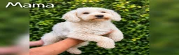 Maltipoo honden te koop: Prachtige Maltipoo pups beschikbaar  - Advertentie 10