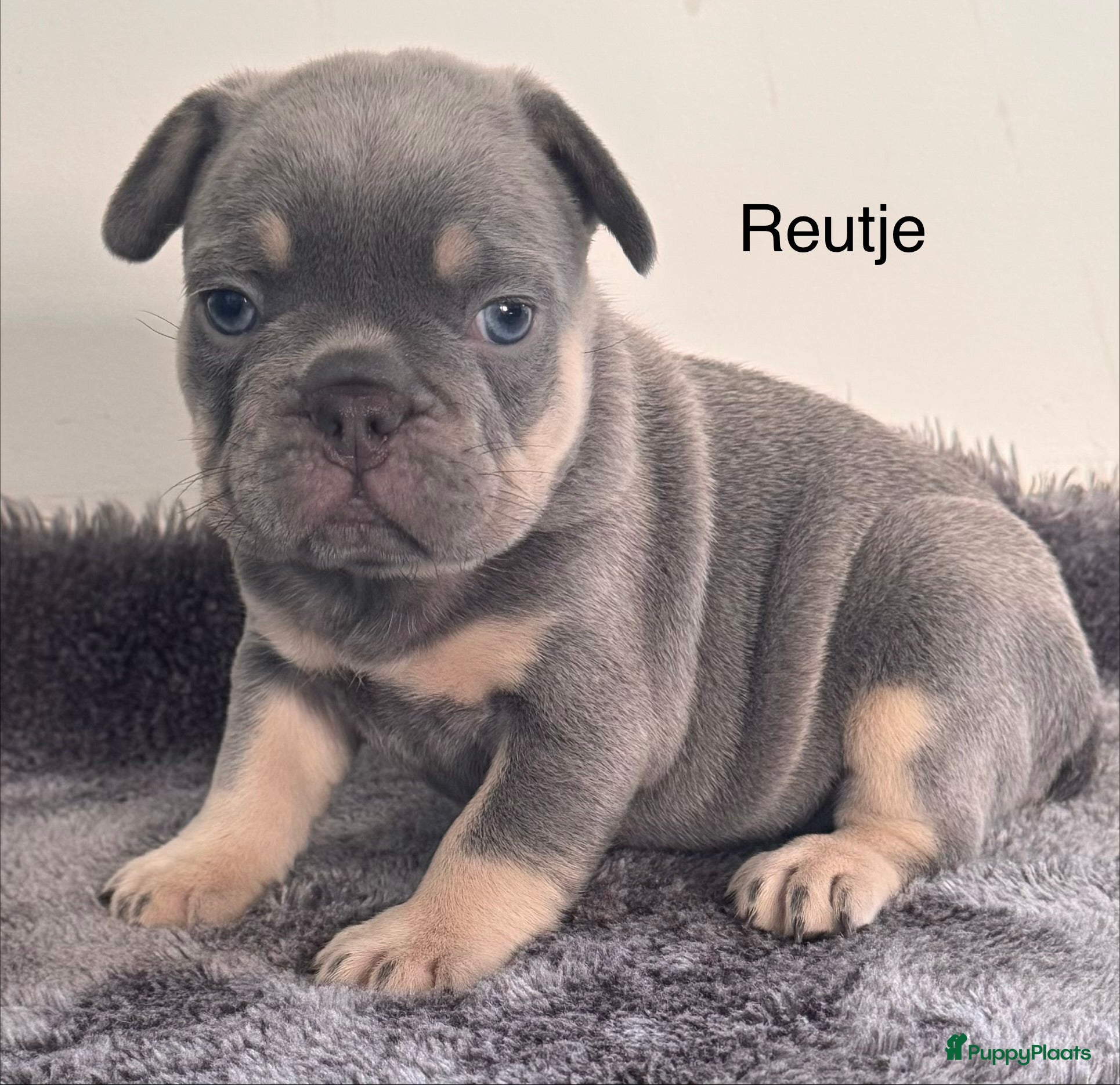 Franse Bulldog honden Prachtig nestje Franse Bulldog pups  - Advertentie 1
