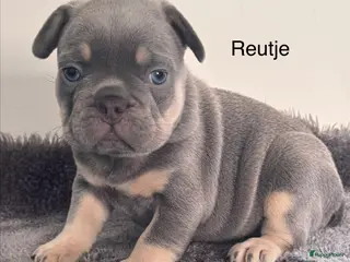 Franse Bulldog honden Prachtig nestje Franse Bulldog pups - Advertentie 1