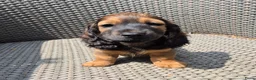 Teckel (langhaar) honden te koop: Langhaar dwergteckel reutje - Advertentie 5