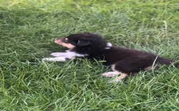 Schotse Herdershond langhaar honden te koop: Schotse Collie Pups Tricolor en Blue Merle - Afbeelding 3