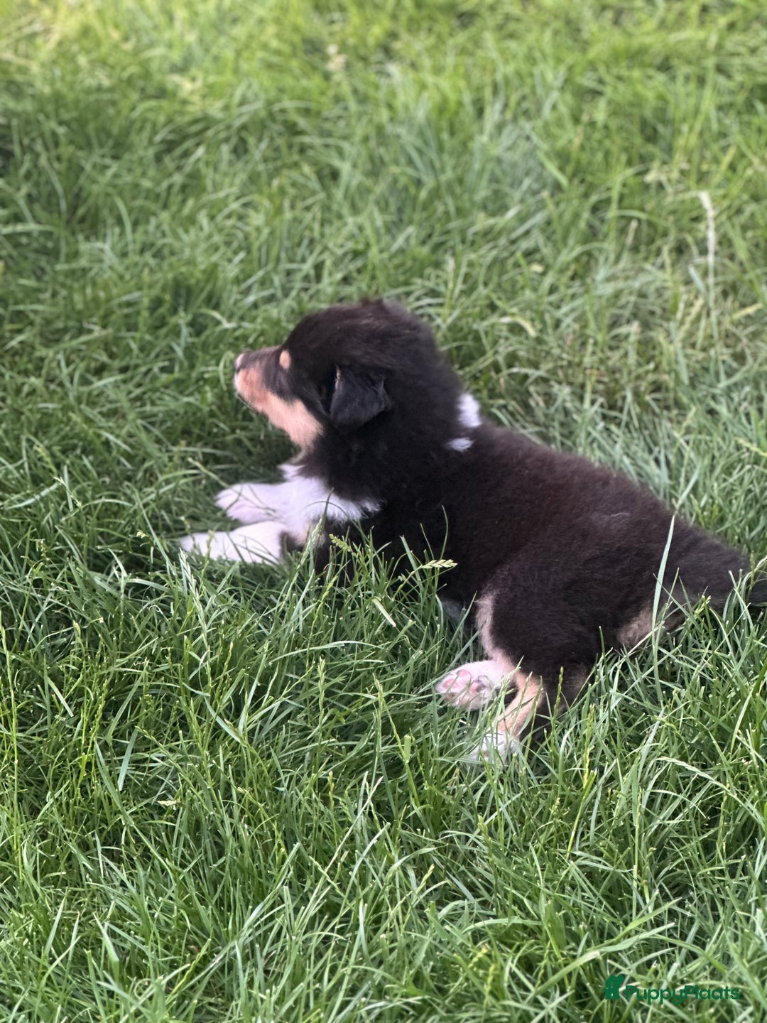 Schotse Herdershond langhaar honden te koop: Schotse Collie Pups Tricolor en Blue Merle - Afbeelding 3