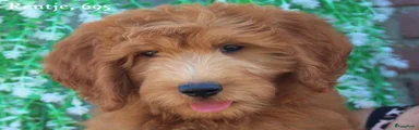 Goldendoodle 1