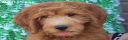 Goldendoodle honden te koop: Goldendoodle Pups - Advertentie 12