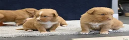 Nova Scotia Duck Tolling Retriever honden te koop: Nova Scotia Duck Tolling Retriever pups - Advertentie 17