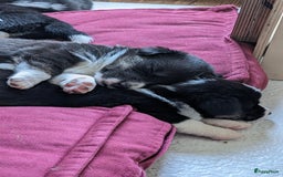 Welsh Corgi Cardigan honden te koop: 2 Welsh Corgi Cardigan pups te koop! in Barneveld - Afbeelding 8