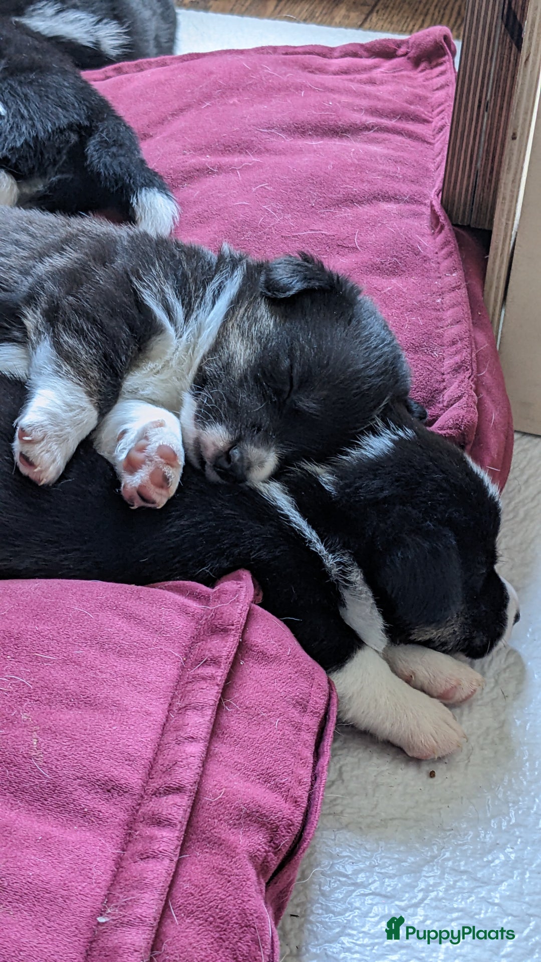 Welsh Corgi Cardigan honden te koop: 2 Welsh Corgi Cardigan pups te koop! in Barneveld - Afbeelding 8