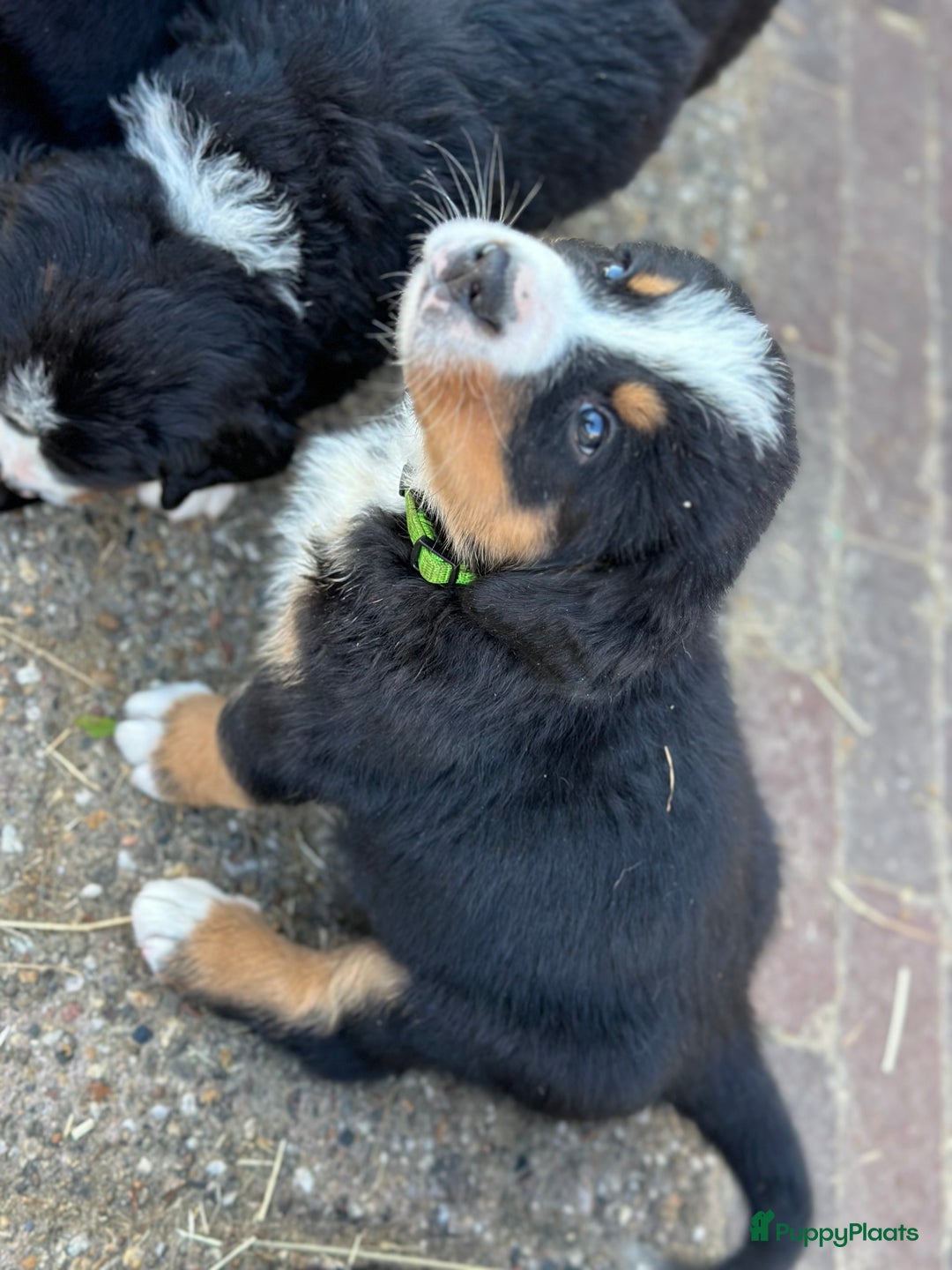 Berner Sennenhond honden te koop: Prachtige Berner Sennenhond puppy s - Afbeelding 2