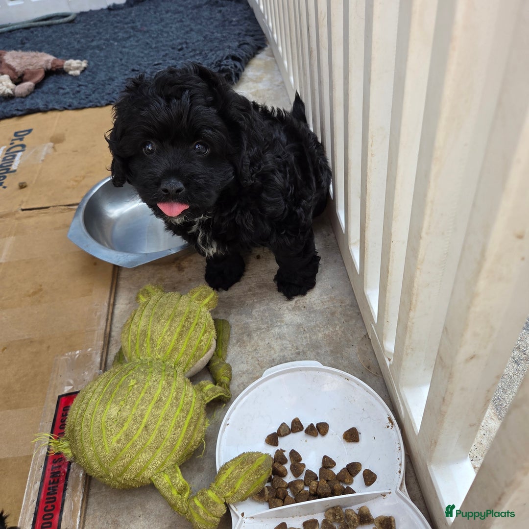 Boomer honden te koop: Lieve rustige boompoo pups in Barneveld - Afbeelding 10